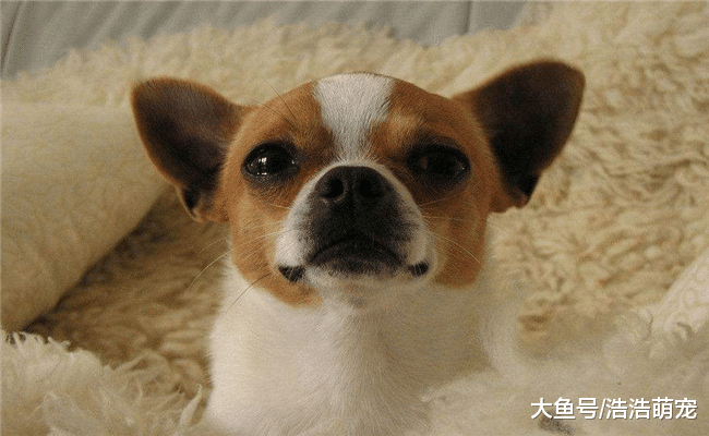 下面5種人不適合養狗，他們都有“問題”，照顧不好狗狗的