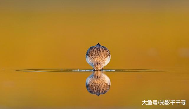 鸟类摄影拍出数毛的效果最好吗？这些创意摄影技巧让作品与众不同