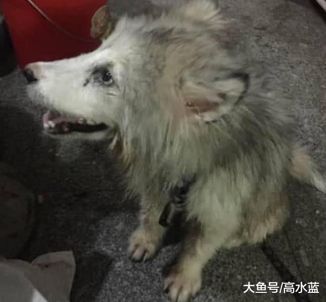 网友救下工厂边的一只流浪狗，一个善举却让他收获一只名贵的狗狗