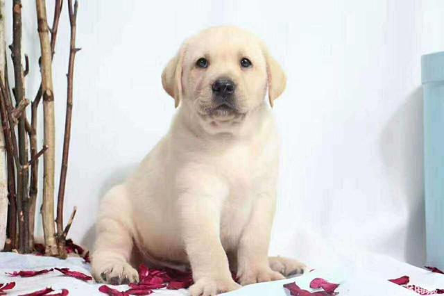 训练狗狗时的4大注意事项，这样训，狗狗才会更听话！