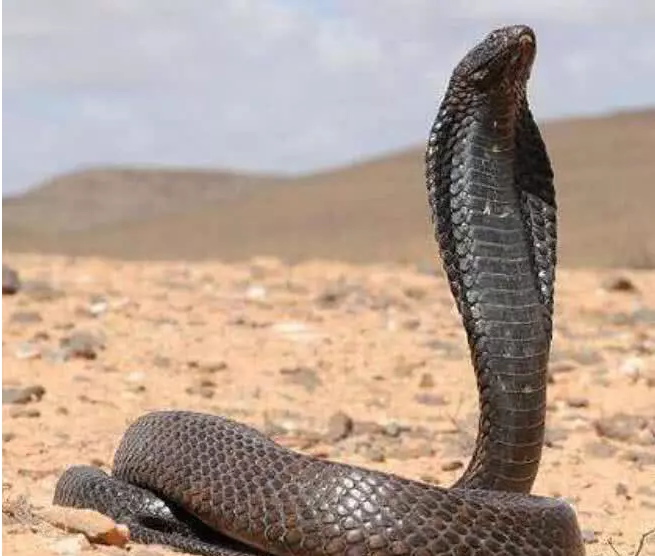 美丽的埃及眼镜蛇，古埃及法老王的权威标志