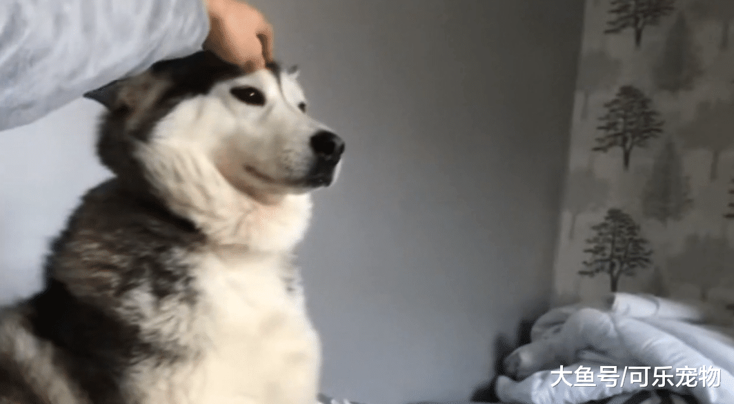 主人故意不理哈士奇，二哈会是怎样的反应？二哈：你真高冷