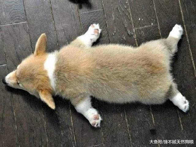 柯基犬身上，最吸引人的5個地方，哪一個你經不住“誘惑”？