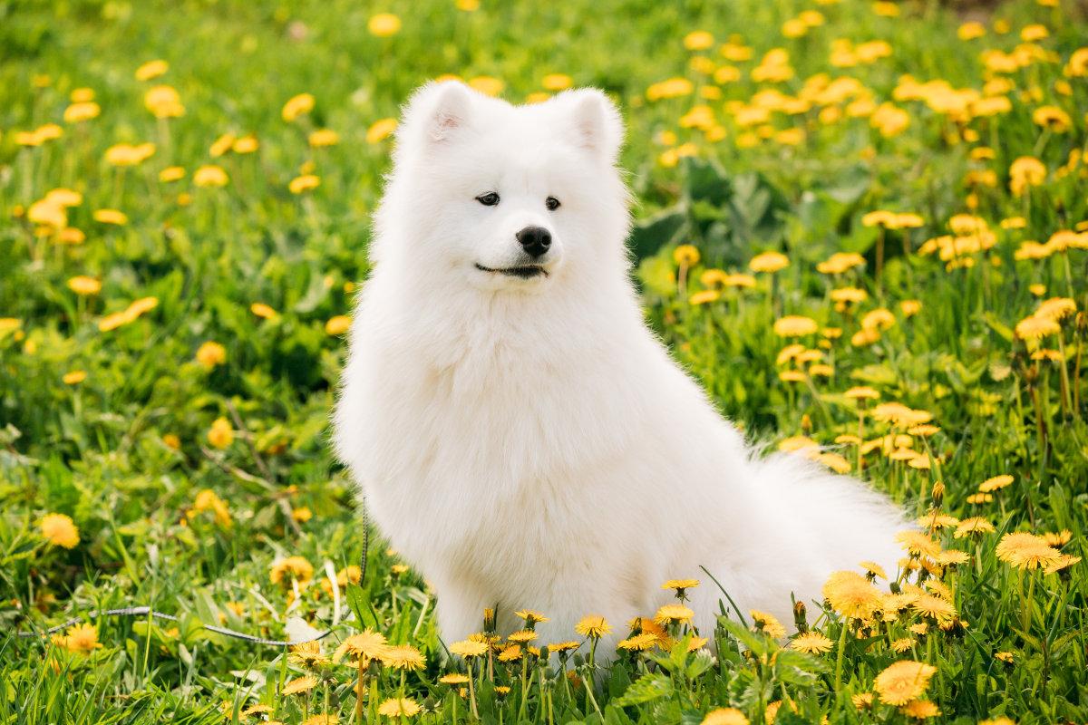 你知道上班族应该怎么照顾狗吗? 教你几招, 上班族也能养好狗