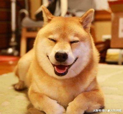 7个关于狗狗的“错误说法”，你知道几个？