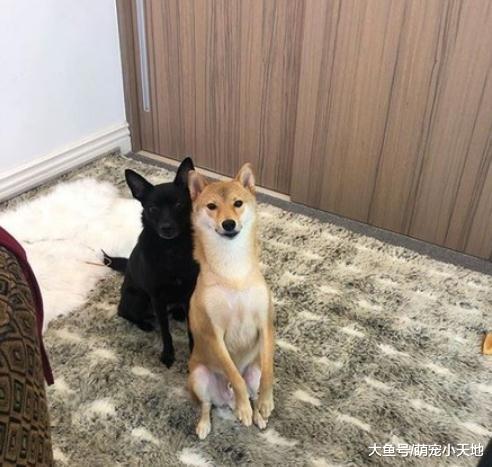 听到爸爸要回来了, 柴犬立刻原地站立变袋鼠举手卖萌