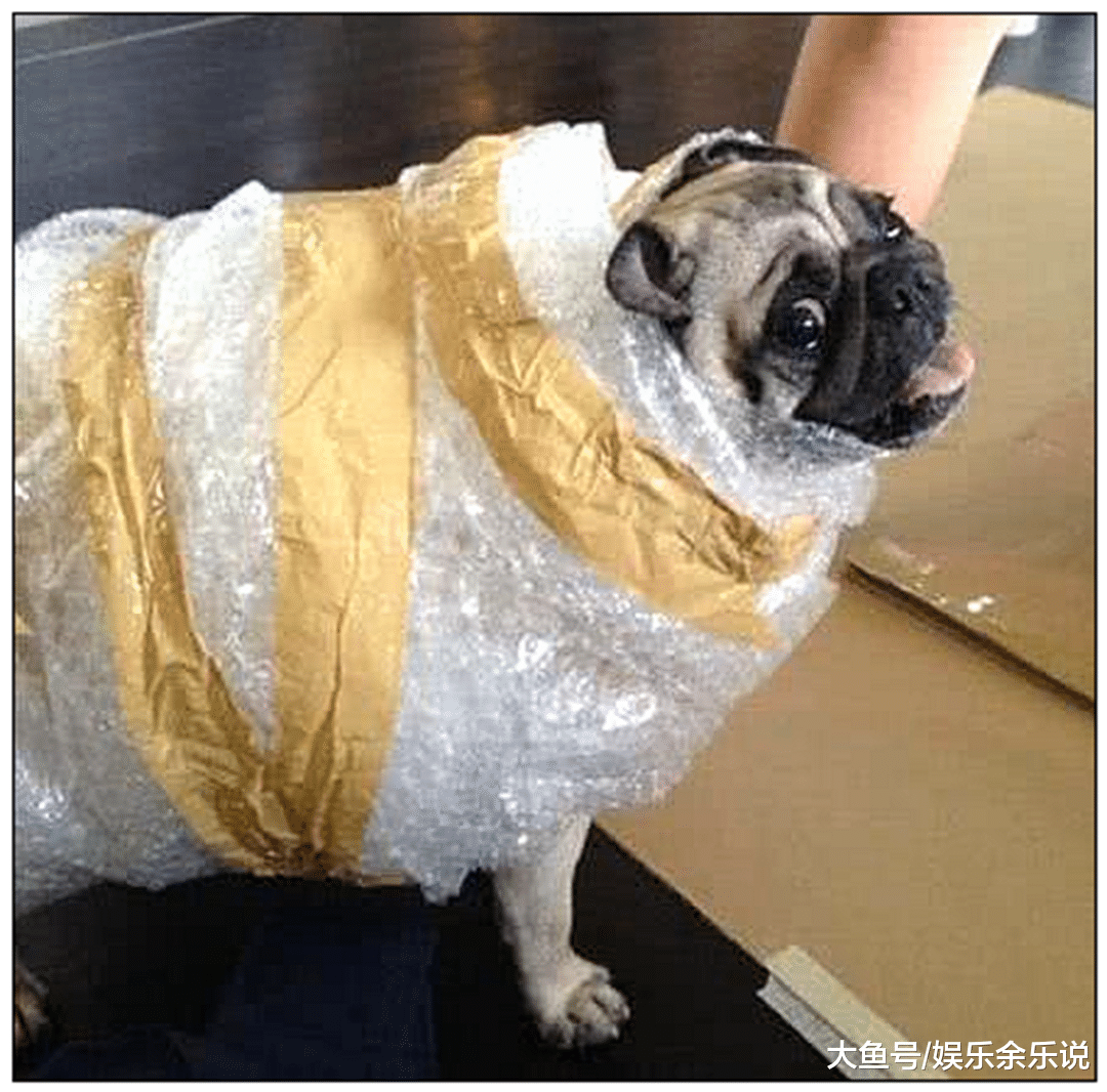男子网购了一只狗狗，店长保证包装绝对安全，收到货时直接傻眼了