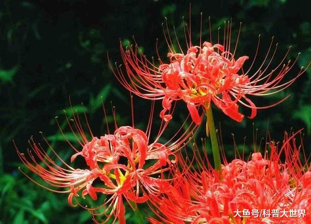 无情花、无义草、地狱花、彼岸花为何这么多名字？它的真名叫什么