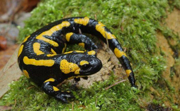 爬行动物与两栖动物有何不同