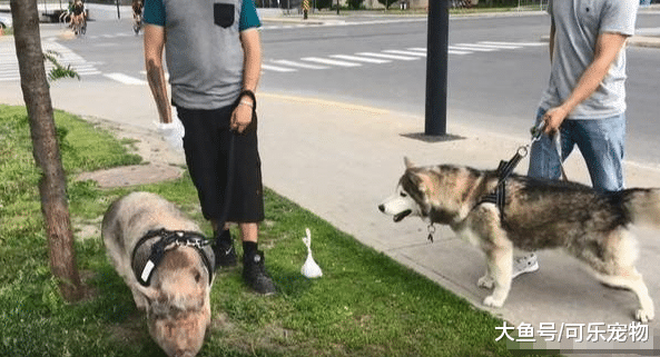 哈士奇真是个“交际花”，跟马和牛成了好朋友，还和猪一块玩耍