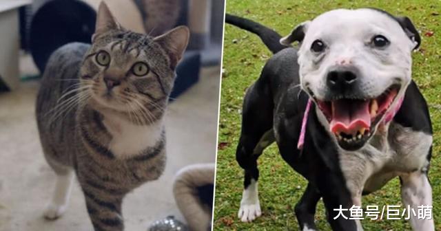 狗狗拍照不好看，56%的人表示不会领养，原来这个世界真的看脸！