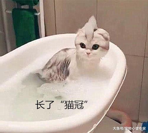 给猫咪洗澡，中途出去拿了条毛巾，回来一看猫咪的新造型笑到岔气