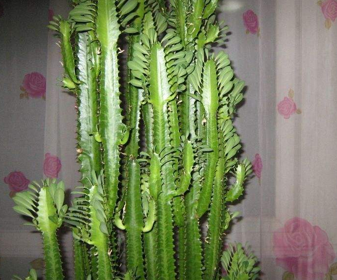 給大家分享一種值得養的花，聰明都愛養在家，你們知道嗎？