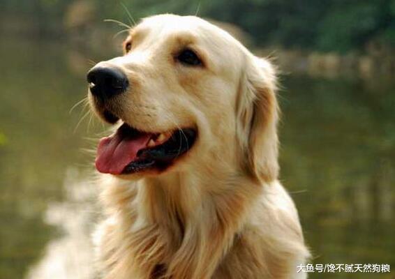 金毛犬为什么不能做警犬？原因有5个，这是注定的事