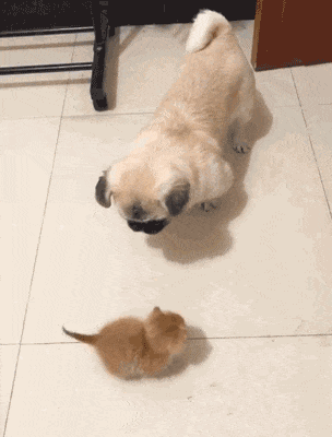 新來的小奶橘，被狗子逼到角落，眼看要炸毛…