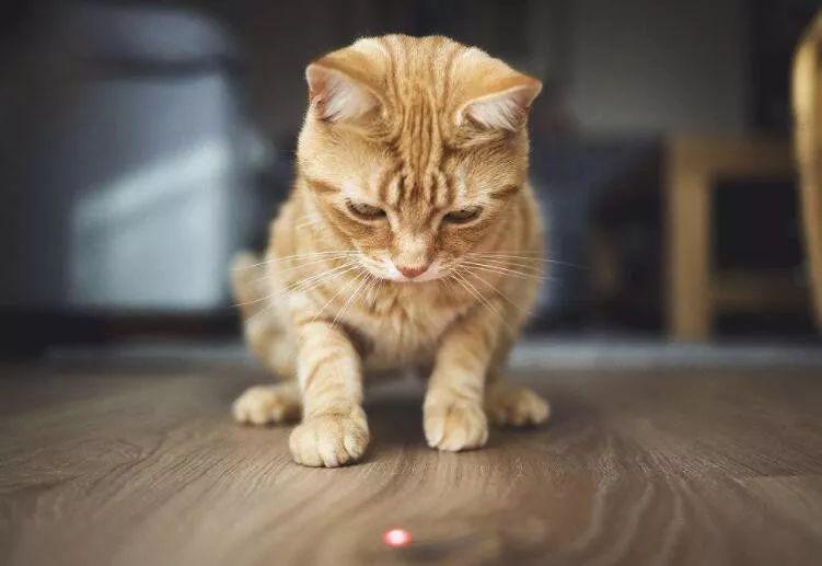 这个玩具不要再给猫玩了, 伤害身体、摧毁天性!