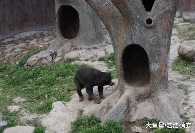 德牧带回一只“小土狗”，男子养了数月后，打电话报了警！