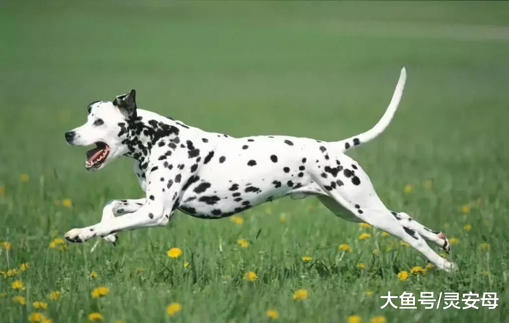 十种地球上奔跑速度最快的狗，简直是身轻如燕呐！