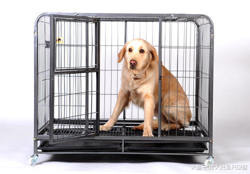 这么做狗狗从此不再乱尿