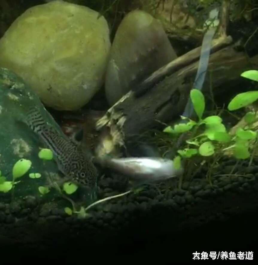 一个草缸里同一天三种观赏鱼产卵, 它们的战争也因此而起!