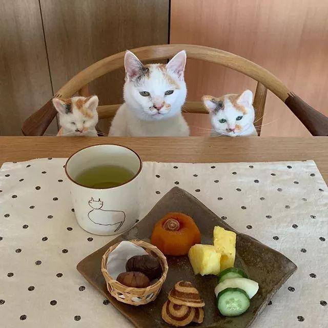 啥？！這只三花貓的裙子，比我衣柜里的還多！