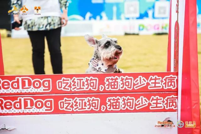 彩跑现场|作为广州人, 和狗开年彩跑好彩到爆