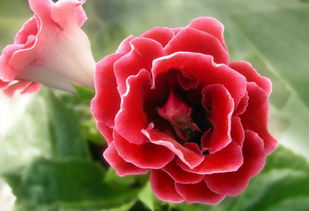 大岩桐都有哪些病虫害？防治方法这里知道来看看吧