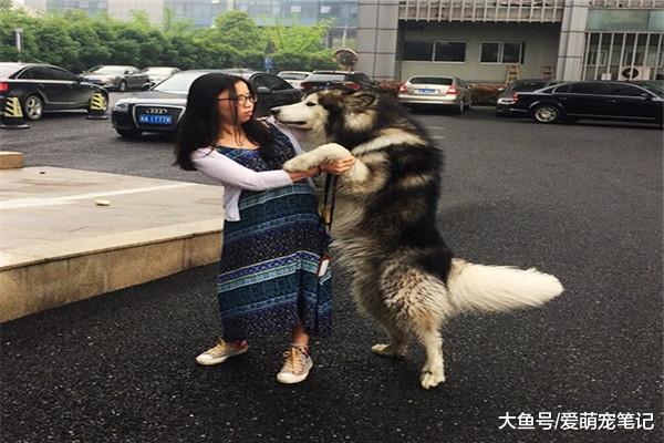 女孩随手摸了下路边的金毛，却被狗狗抱腿赖上了，汪：你摊上事了