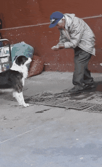 边境牧羊犬和主人走散, 口渴路边求水, 老人双手捧水喂狗, 太感人