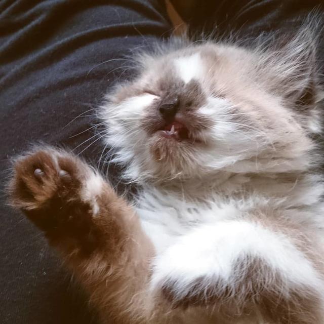 近亲繁殖导致猫咪残疾变丑, 在安乐死前一天, 它被天使主人拯救了