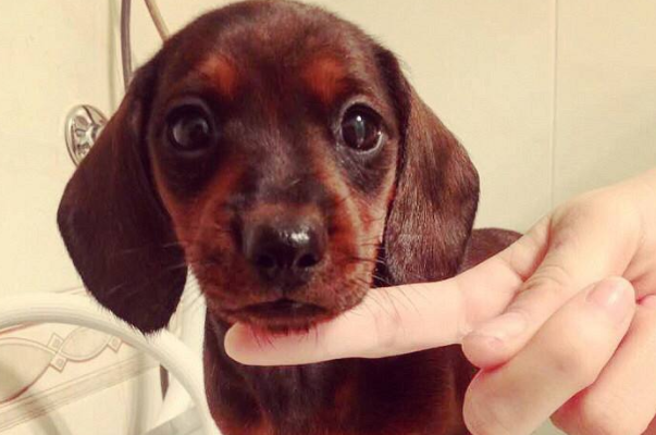 这条狗并不温顺乖巧，却是当地唯一一头埋在自家祖坟里的狗