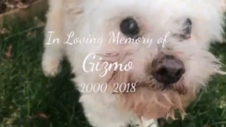 13年的陪伴, 我要送我家狗狗最后一程