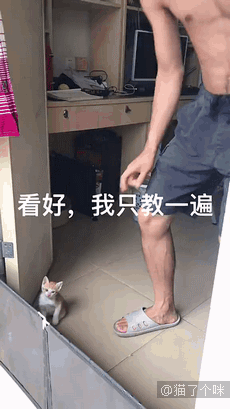 男人养的猫咪是不是都挺傻？