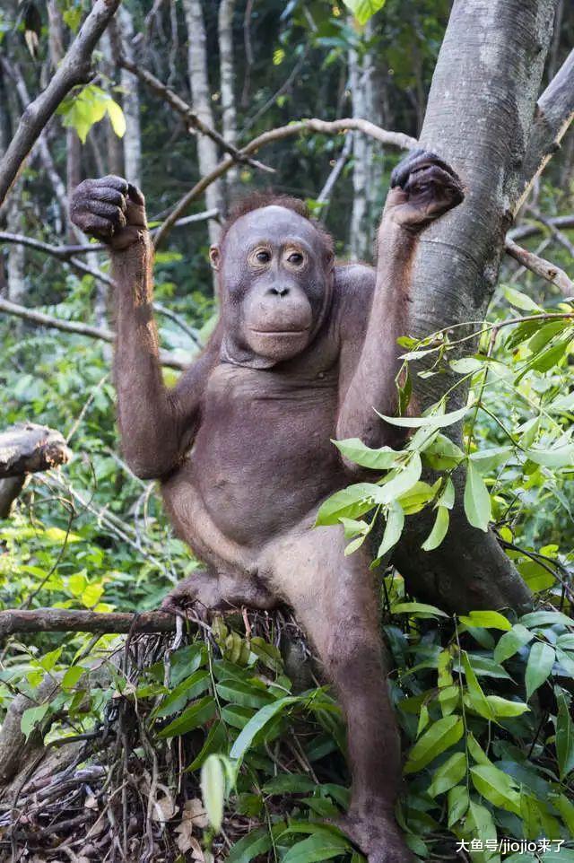 它亲眼目睹了偷猎者杀死自己妈妈，后又被残忍主人虐待！幸好……