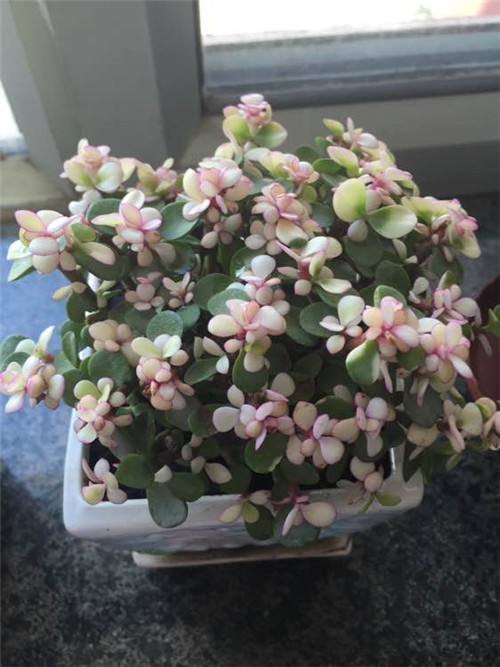 养护金枝玉叶的过程中，需要掌握这些方法，来看看吧