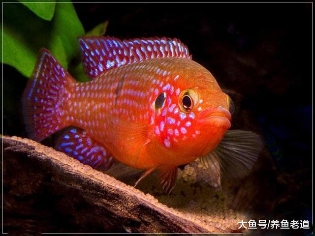 观赏鱼战争不断的几大理由, 我们能有什么好办法?