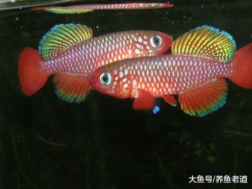 这种观赏鱼药物用量的实验是否可行，我们还有没有更好的办法？