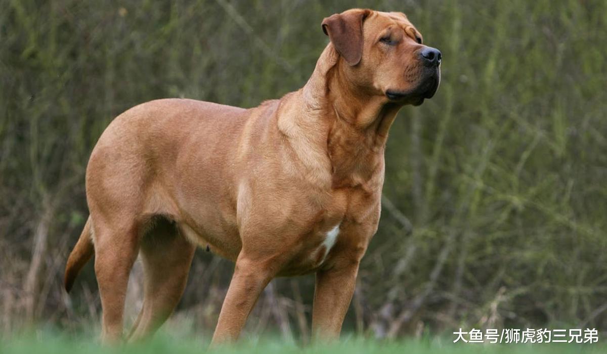 7种实力不在狼之下的猛犬，藏獒排第四，第一位能驱逐熊豹