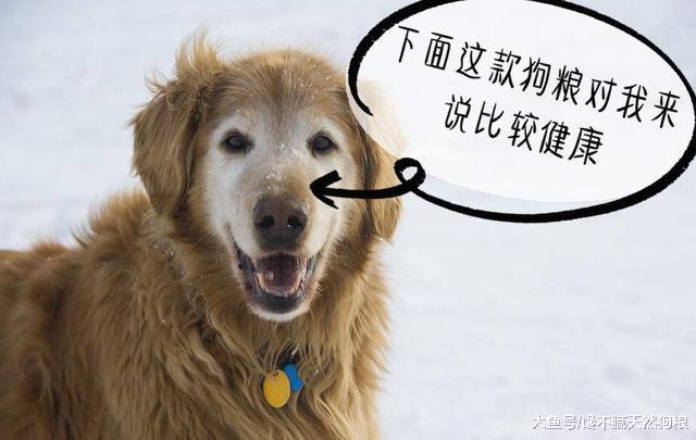 狗狗身體有這5點說明身體不健康，若都沒有，長壽與它有緣！