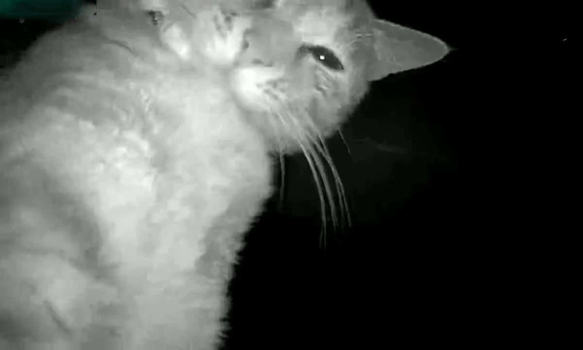 查看监控时找不到猫，男子急的调整摄像方向，转头看到一张大猫脸
