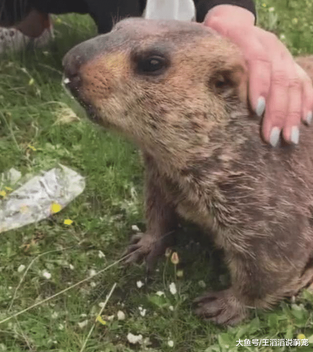 土拔鼠被人喂了一口面包，瞬间石化，急坏了游客们！