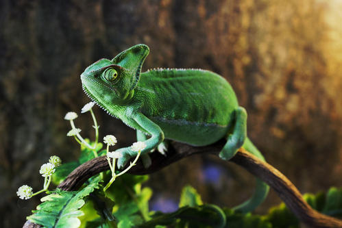 外国小伙伴都喜欢饲养什么宠物？我们来一起看看吧