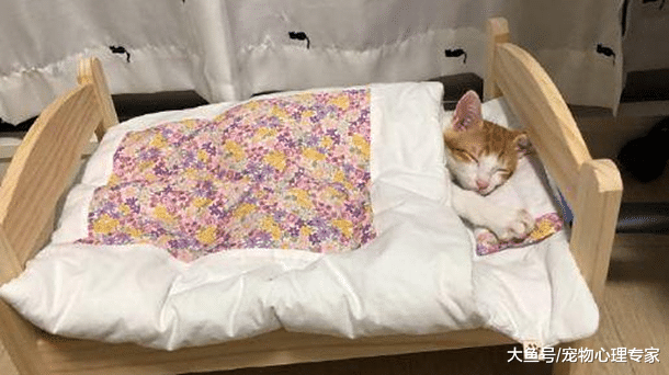 铲屎官买了张小床，竟无意中成就一对神仙眷侣：爱情这杯酒