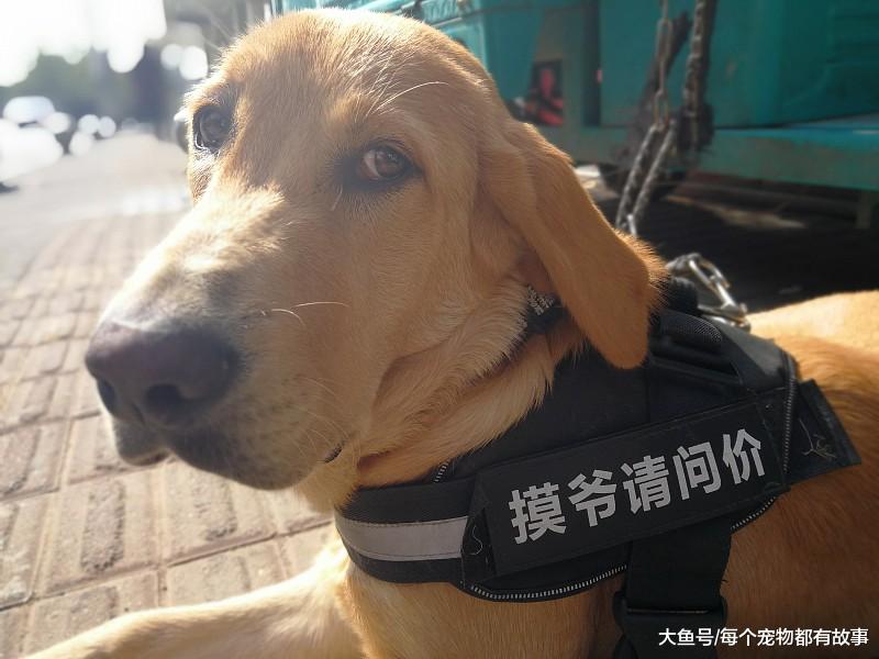 总觉得自己养的狗，不如别人家的那么聪明懂事，大家觉得呢