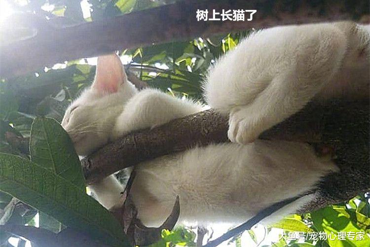 男子出门买烟，走到楼下有点窒息，敢问阁下是古墓派传人？