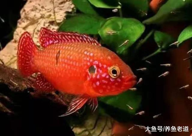 当观赏鱼患病我们已经下药了，那就是下什么药都是好药！