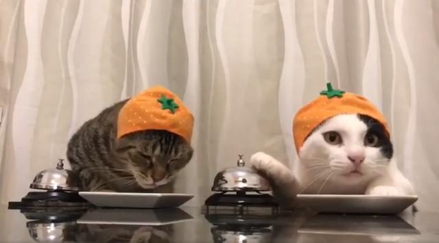 2只猫咪心急吃饭，狂按“服务铃”催上菜，而且还按错了对方的