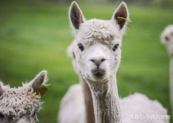 羊駝多少錢一只，羊駝為什么吐口水，羊駝為什么叫草泥馬？