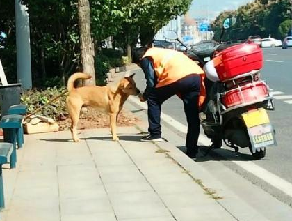 “我手都冻僵了, 也要弄下去”零下30°, 环卫工人为流浪狗搭建帐篷