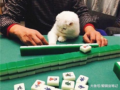 折耳猫陪主人打麻将, 每次都帮他出谋划策, 牌友们都夸它是招财猫